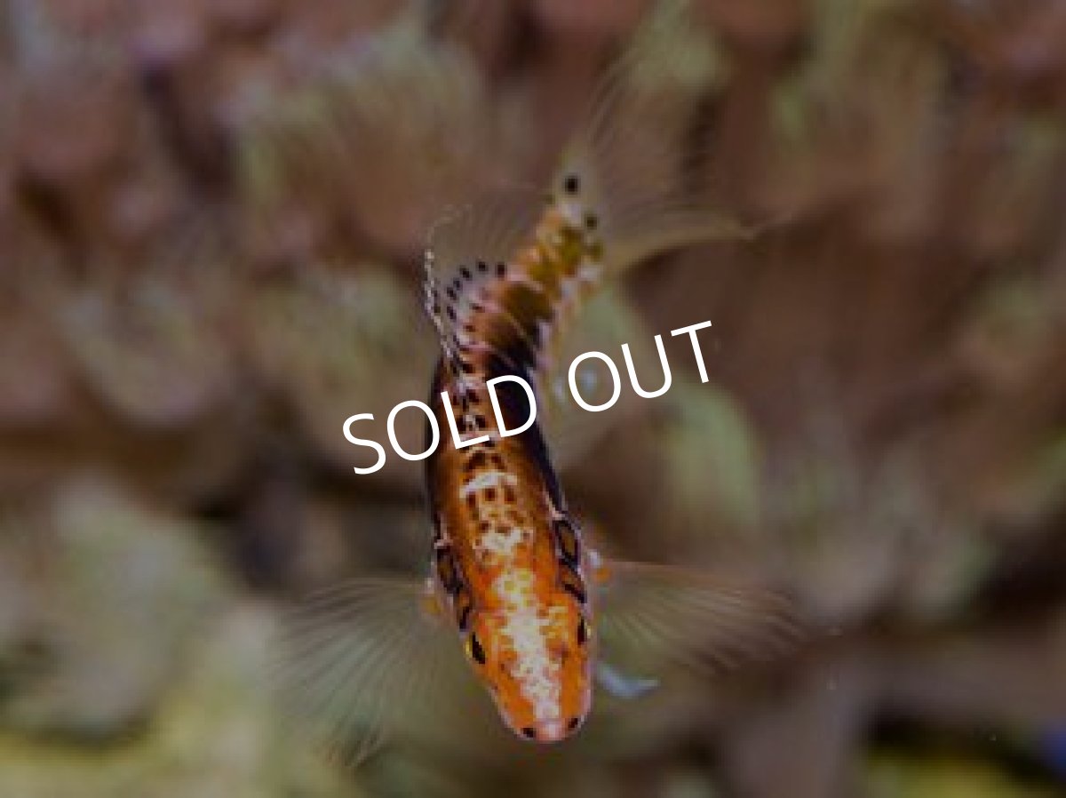 画像4: オレンジバックバスレット Serranus annularis (4)