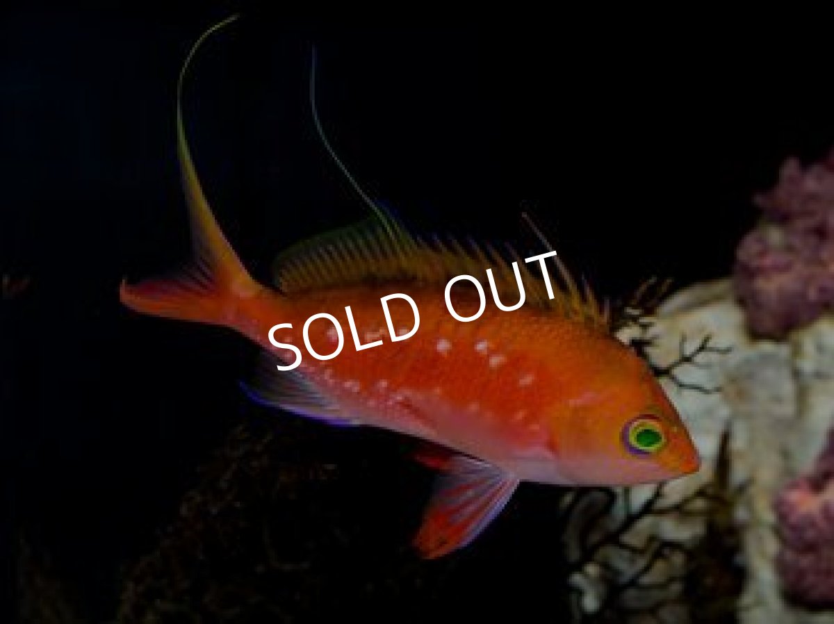 画像2: サクラダイ　ペア　伊豆産　Ｎｏ.１ (2)