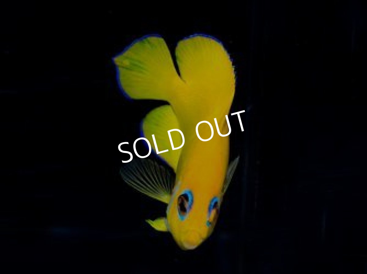 画像2: レモンピールエンゼル ピンテール (2)