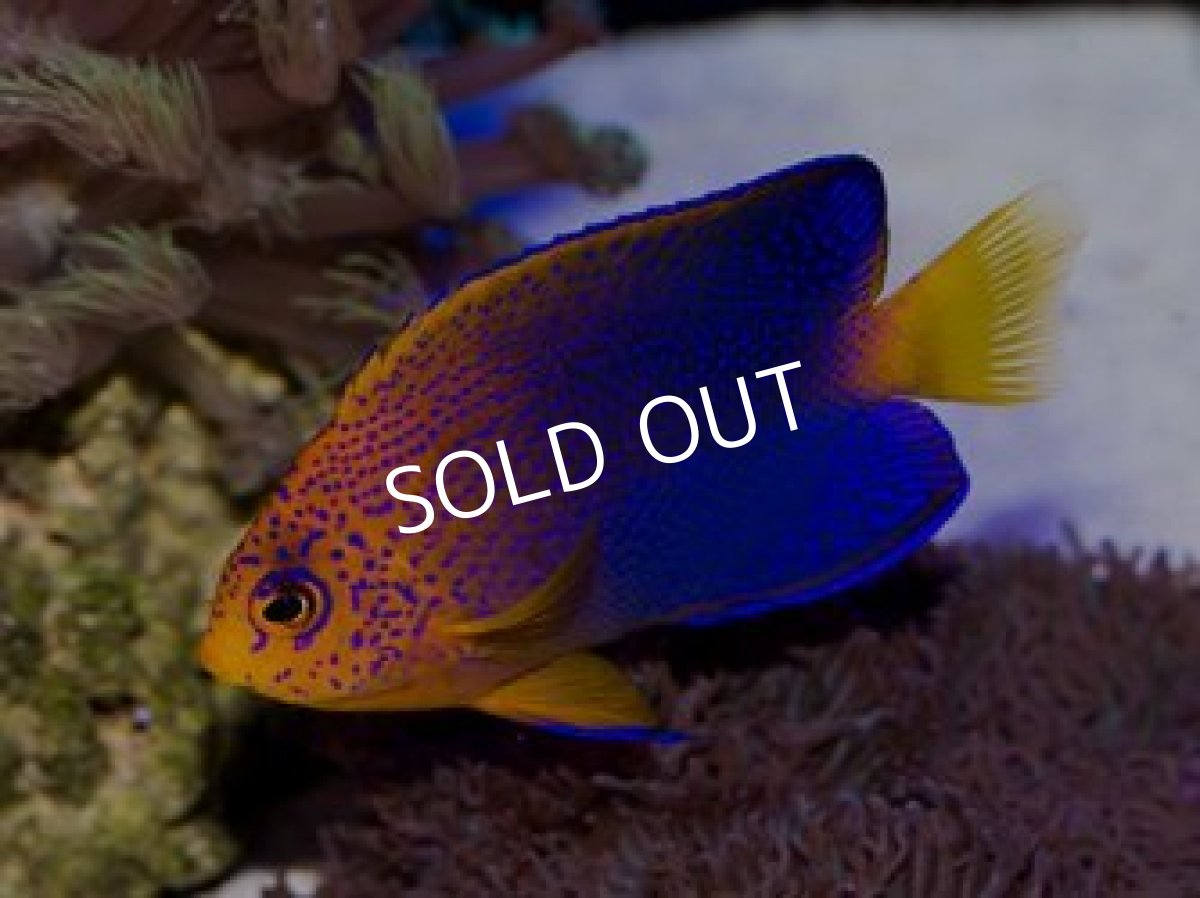 画像2: レンテンヤッコ M (2)