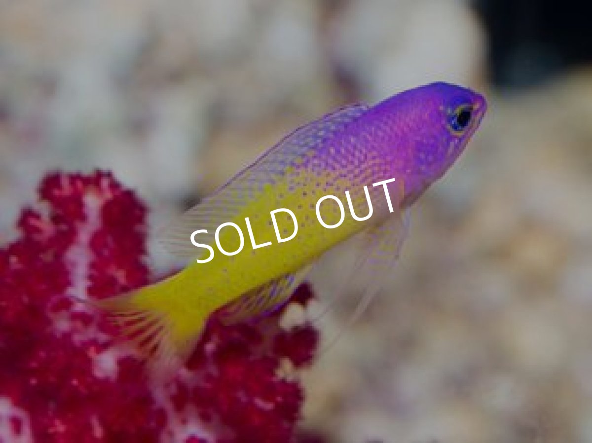 画像2: ■SUMMER SALE■ バイカラーバスレット Lipogramma klay (2)