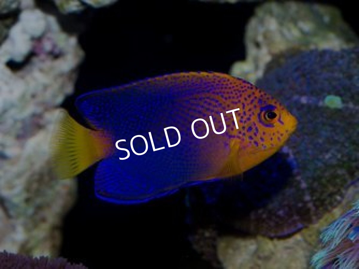 画像3: レンテンヤッコ M (3)