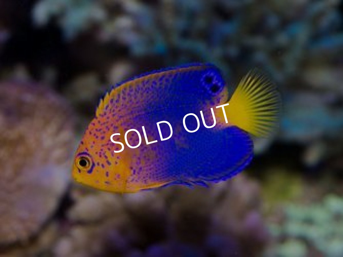 画像2: ■SALE■レンテンヤッコ S No.1 (2)