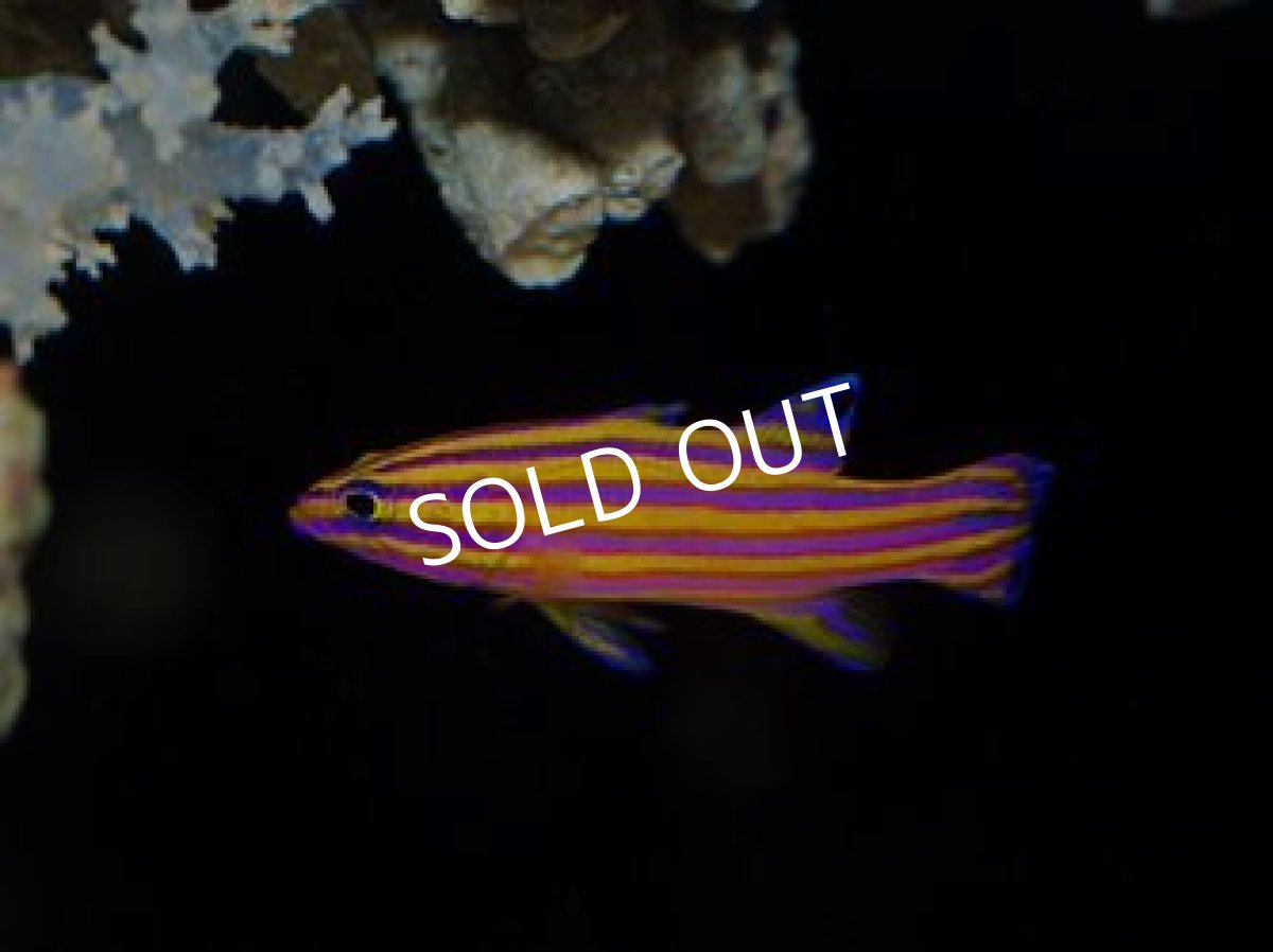 画像2: ■ SALE■　キャンディバスレット No.2 (2)