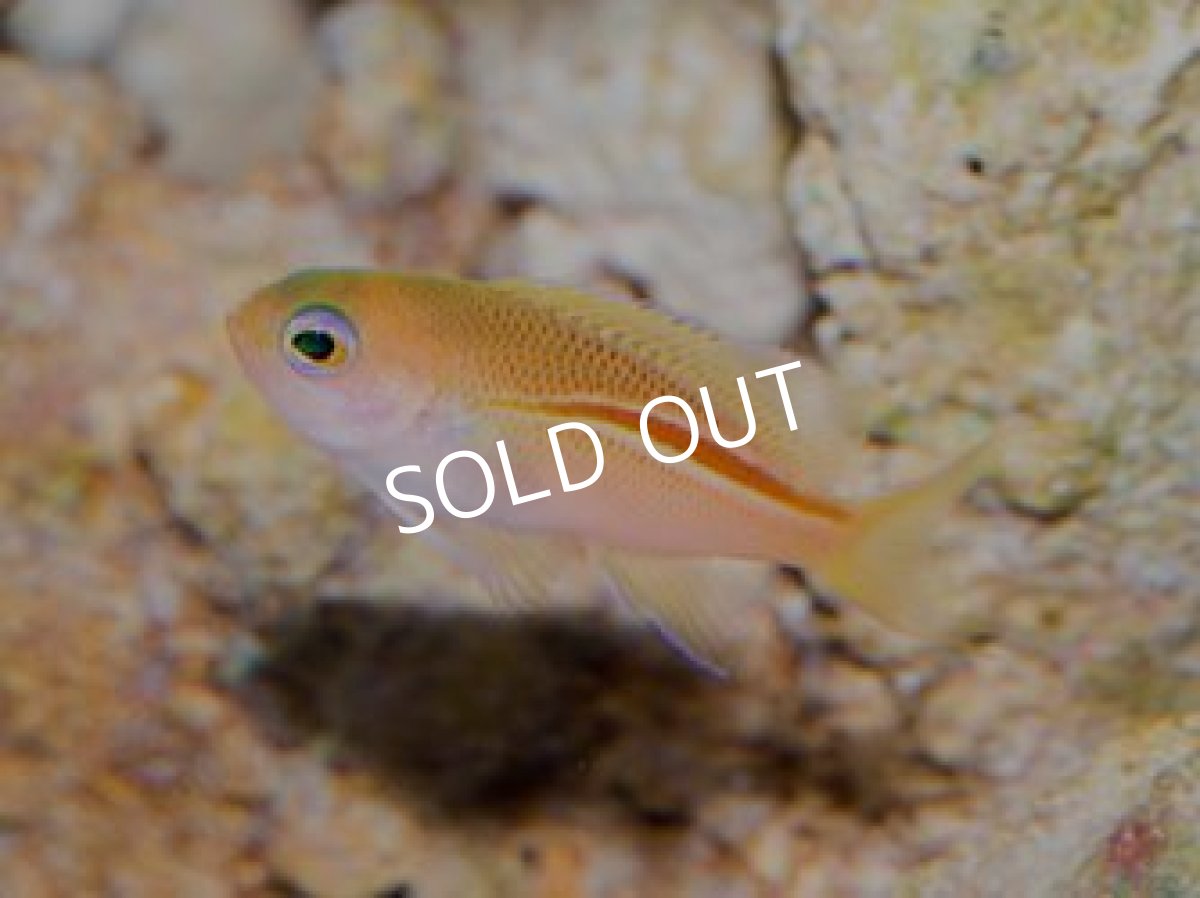 画像2: イトヒキコハクハナダイ No.１ (2)