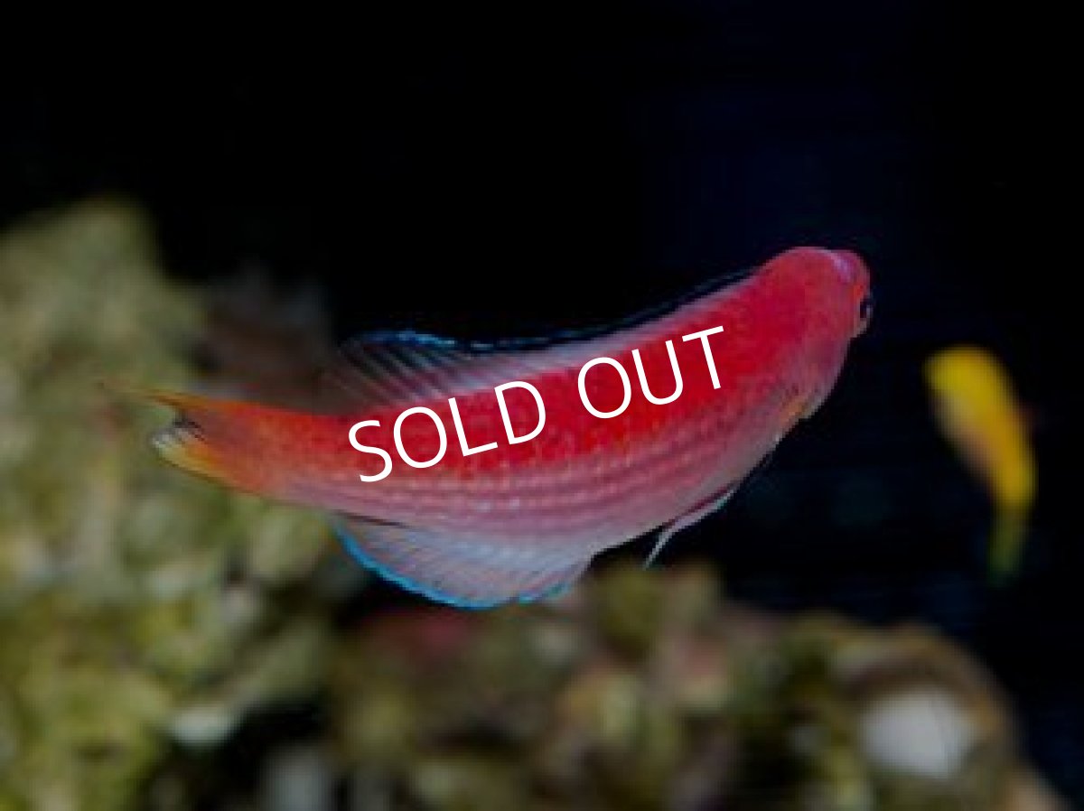 画像3: マジョリーズフェアリーラス♂ (3)