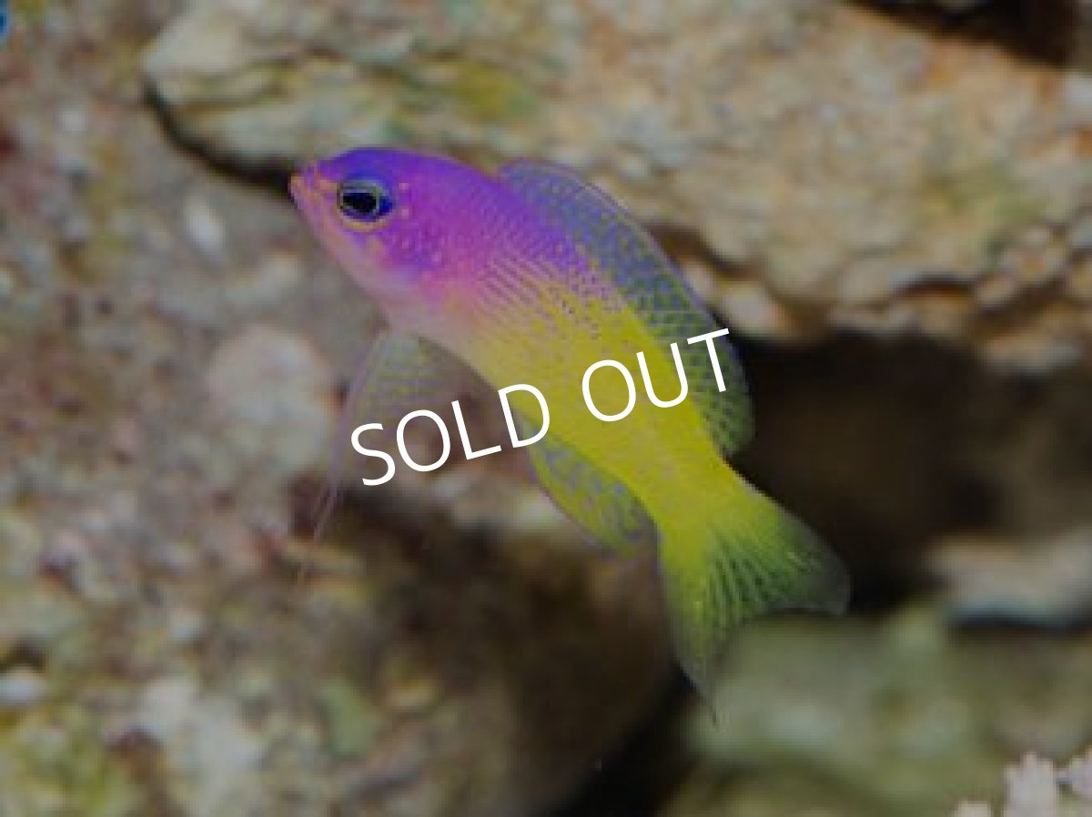 画像3: ■SUMMER SALE■ バイカラーバスレット Lipogramma klay (3)