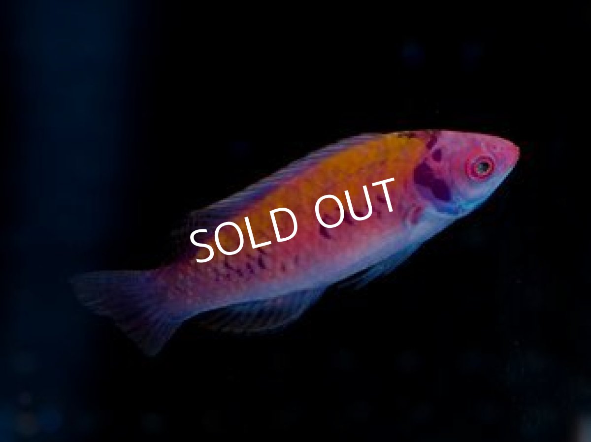 画像2: ■SALE■オレンジバックラス (2)