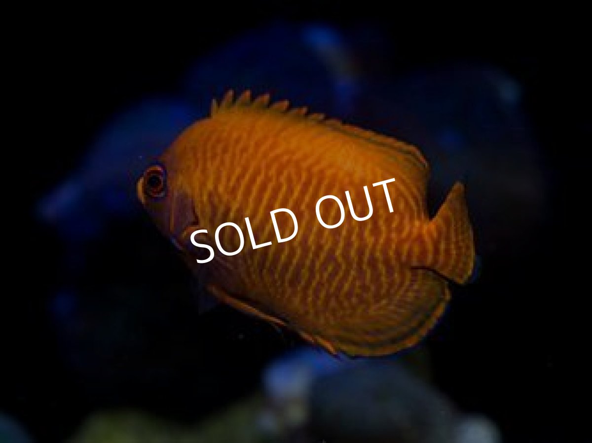 画像2: ゴールデンエンゼル (2)