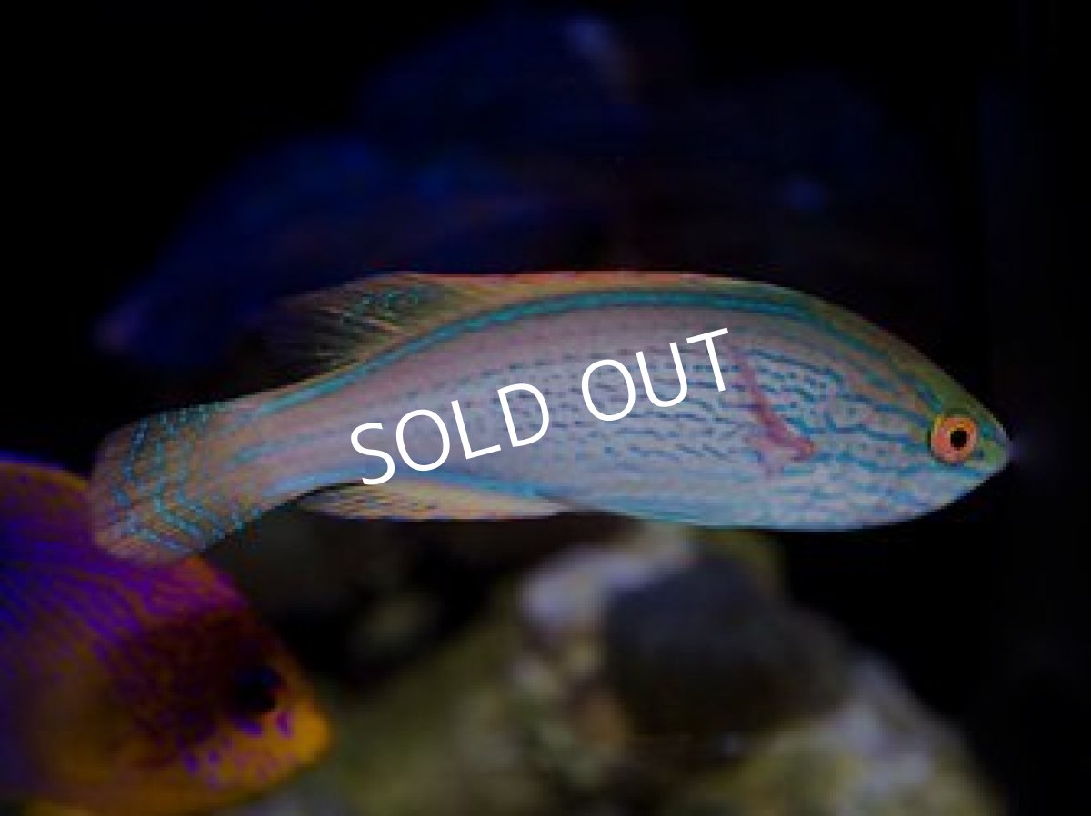 画像2: ラインドフェアリーラス (2)