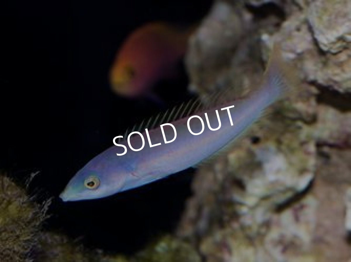 画像2: ニューカレドニア産マルチカラーラス　ペア (2)