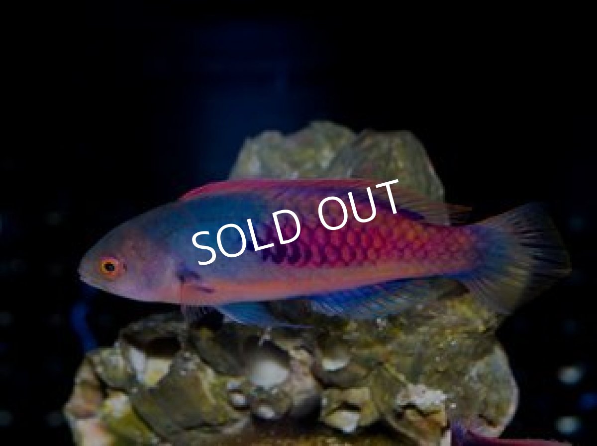 画像2: クロヘリイトヒキベラ (2)