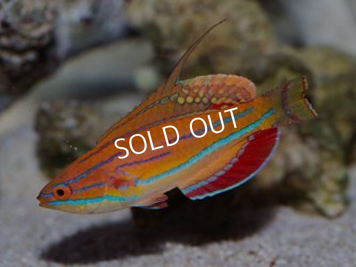 画像2: モルジブ産マッコスカーズラス　ペア (2)