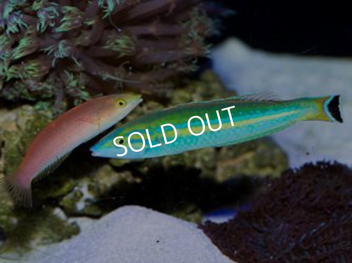 画像2: フィジー産 オグロベラ ♂、♀ (2)