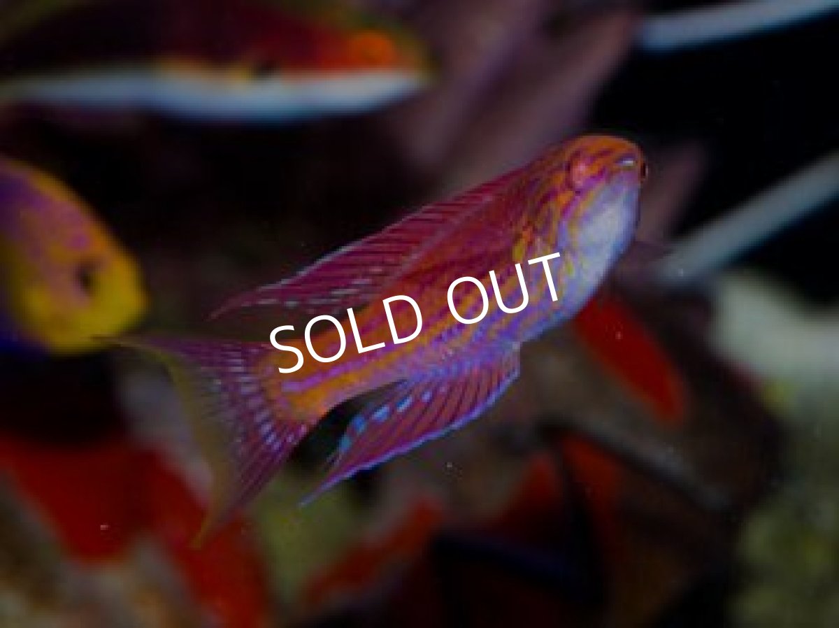 画像3: ロイヤルラス ♂&♀ (3)