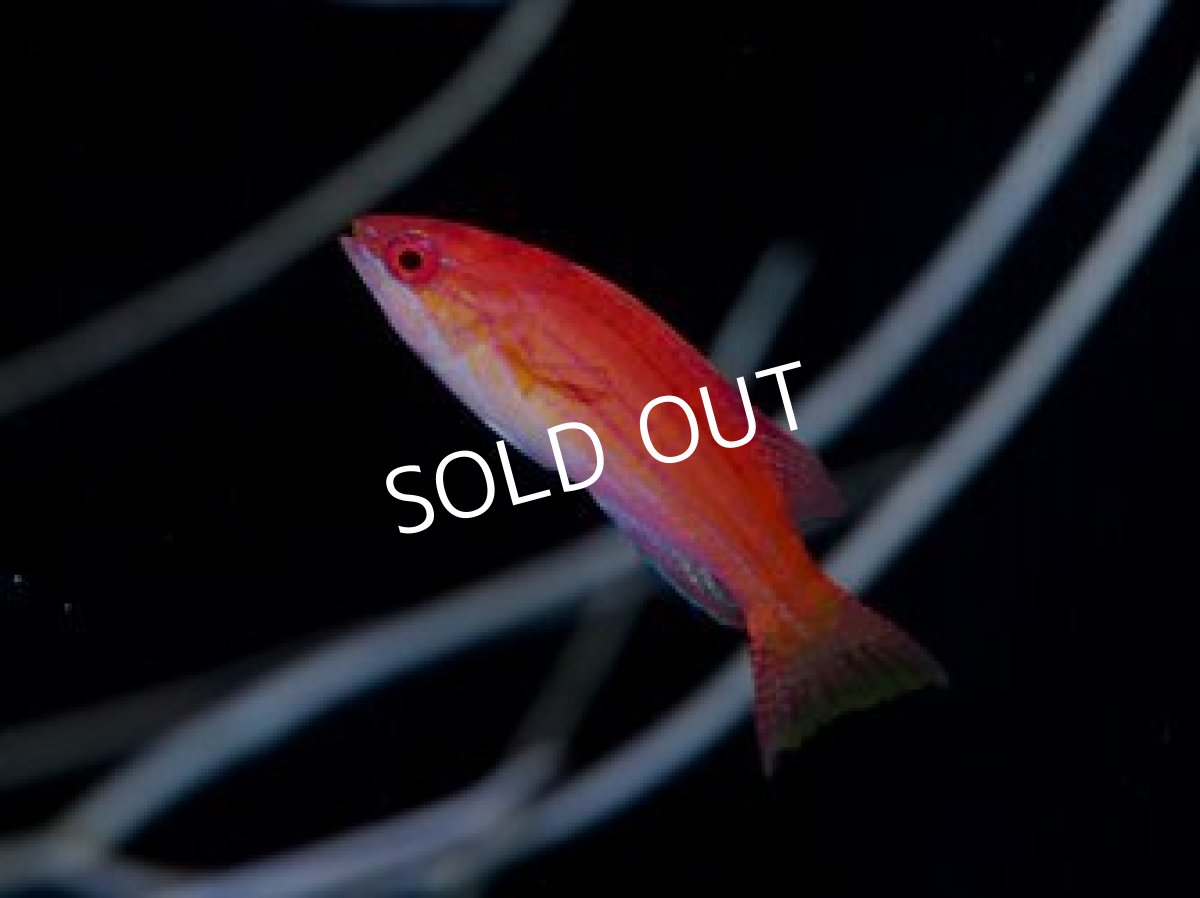 画像2: ロイヤルラス ♂&♀ (2)