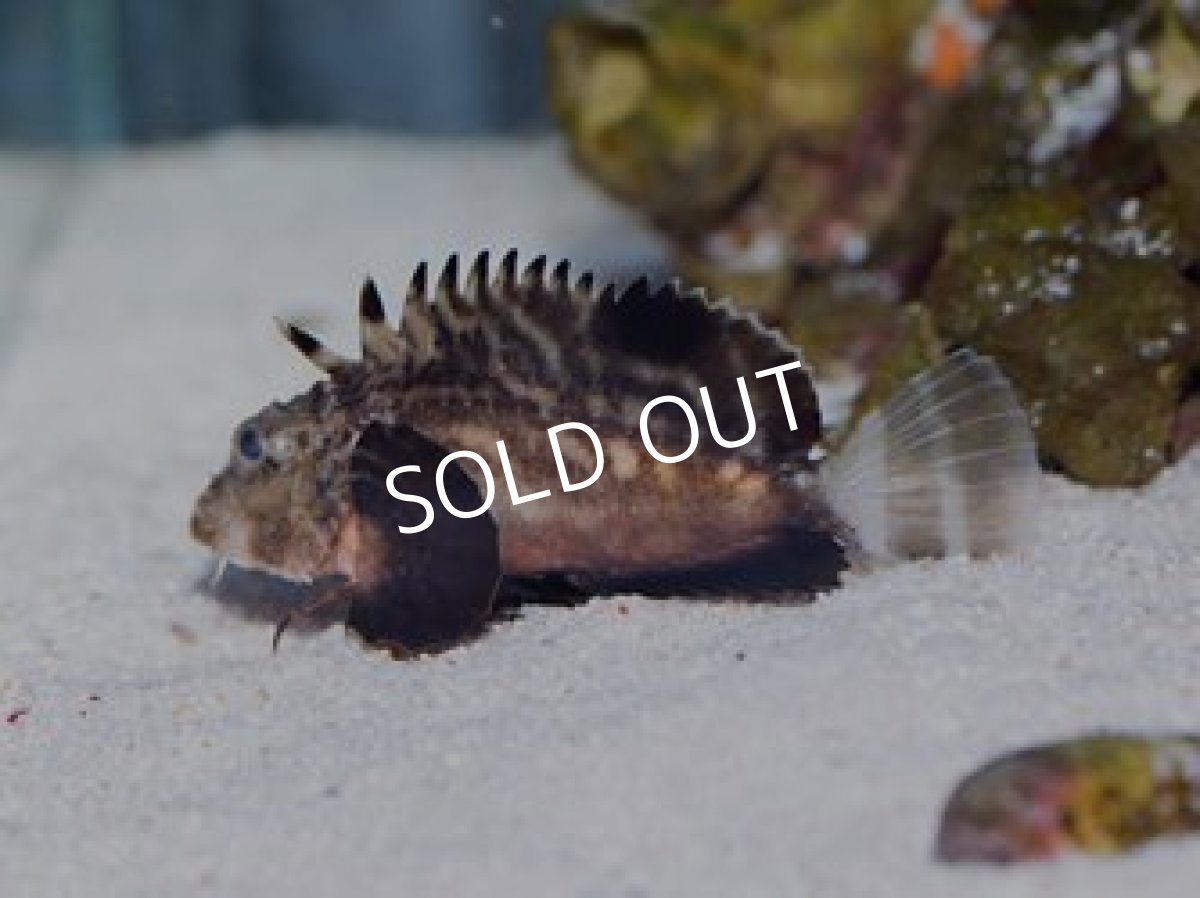 画像2: ヒメオコゼ (2)