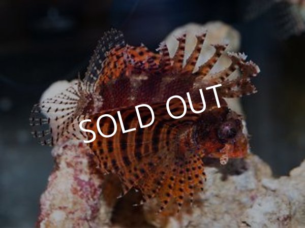 シマヒメヤマノカミ レッド 海水魚専門店 Ceppo Onlinestore シマヒメヤマノカミ レッド 海水魚専門店 Ceppo Onlinestore