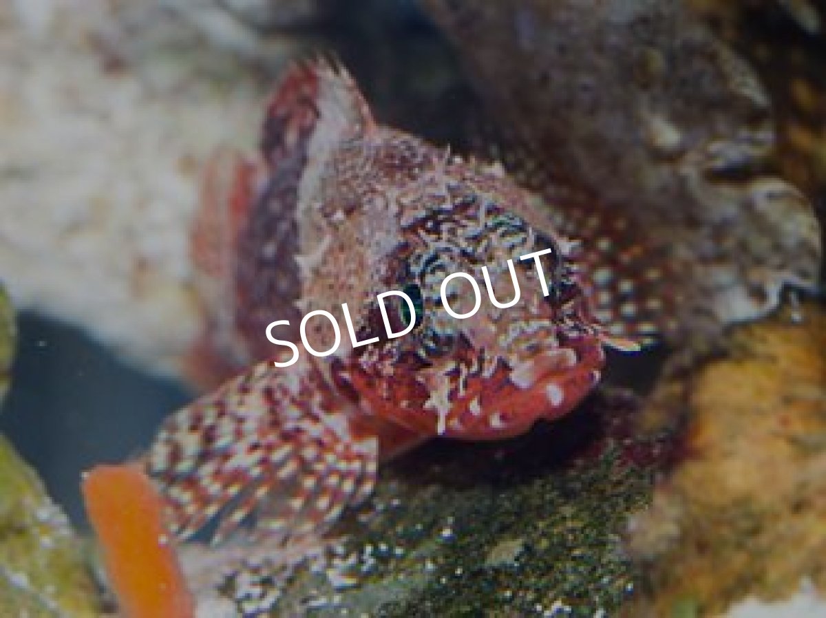 画像2: コクチフサカサゴ (2)