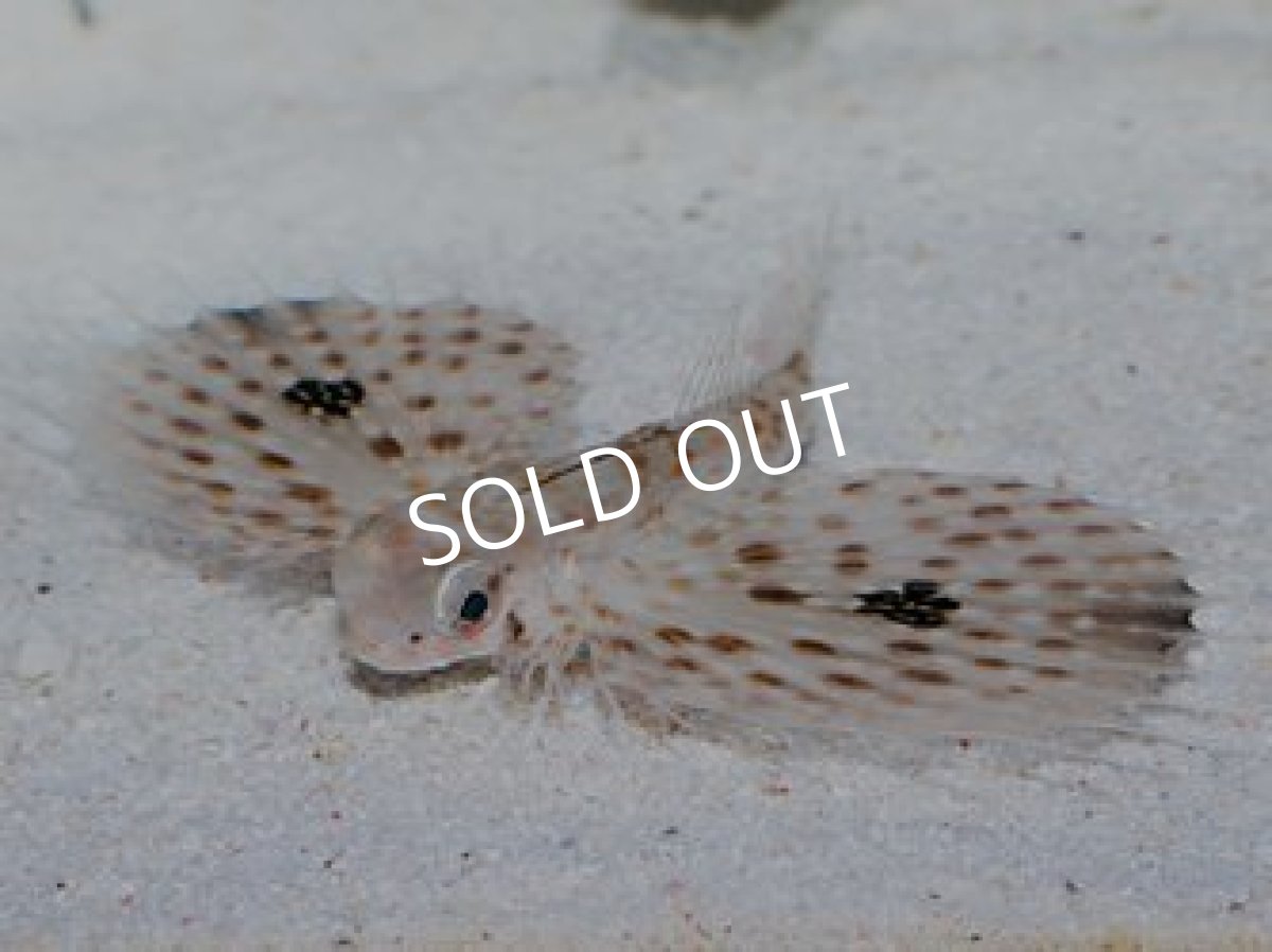 画像3: セミホウボウ (3)