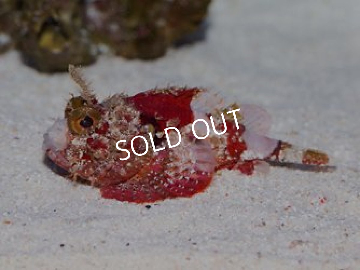 画像2: フサカサゴsp (2)