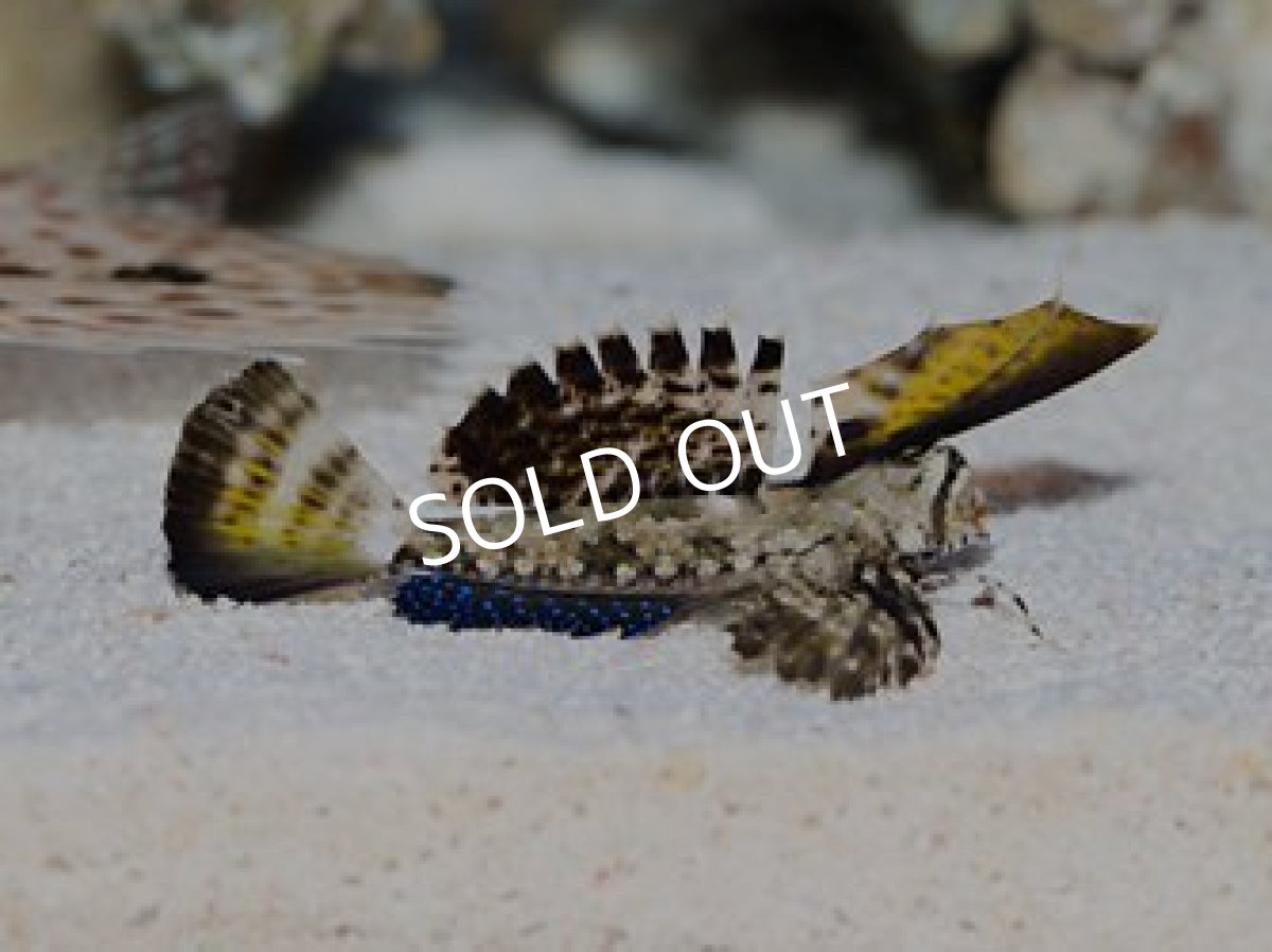 画像2: イッポンテグリ (2)