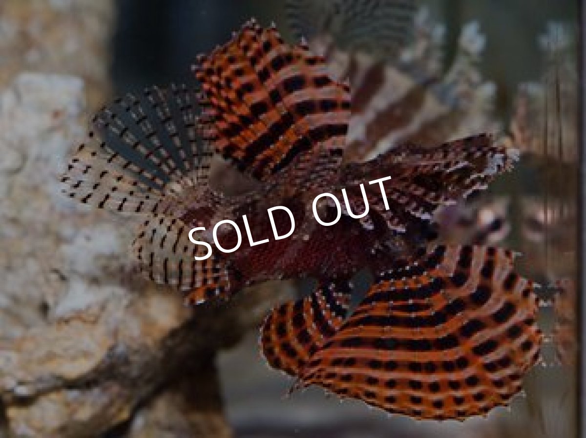 画像2: シマヒメヤマノカミ　レッド (2)