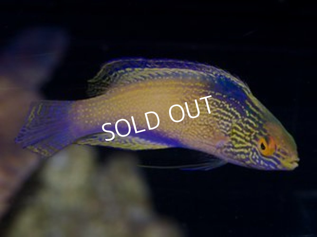 画像2: ローンボイドフェアリーラス ペア (2)