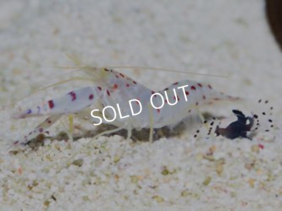 画像2: オドリハゼ&ダンスゴビーシュリンプ (2)