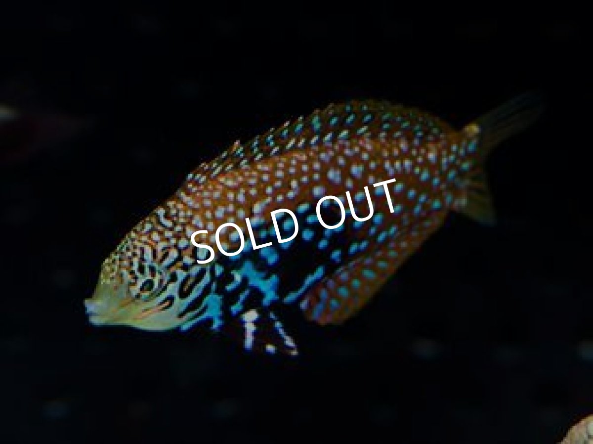 画像2: スプレンデットレオパードラス (2)