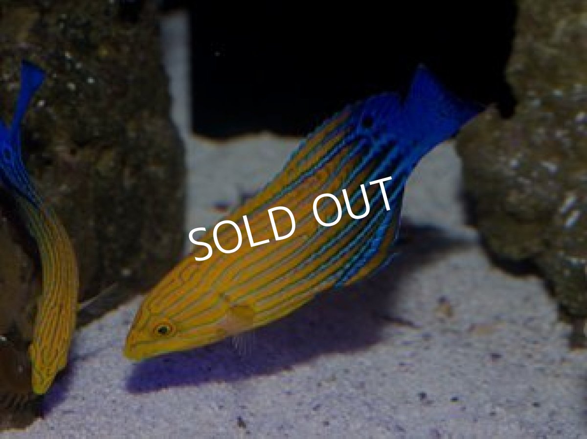 画像2: サウスシーズラス(フェミニンラス)♀  (2)