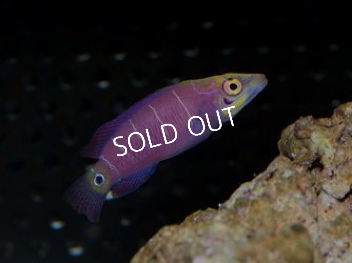 画像3: マーシャル産　オセレイトラス　セット (3)