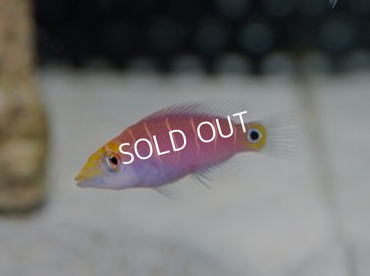 画像2: マーシャル産　オセレイトラス　セット (2)