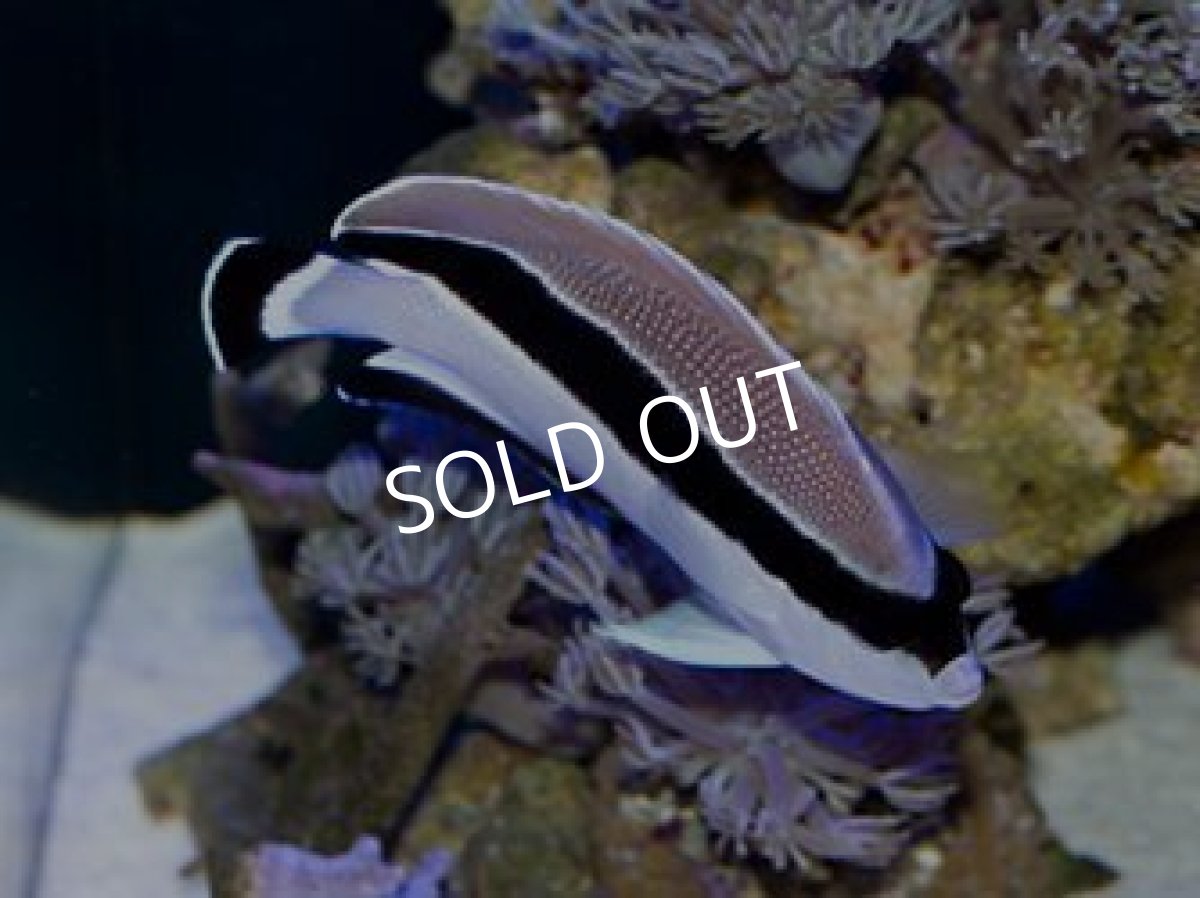 画像5: ブラックバンディットエンゼル　ML (5)