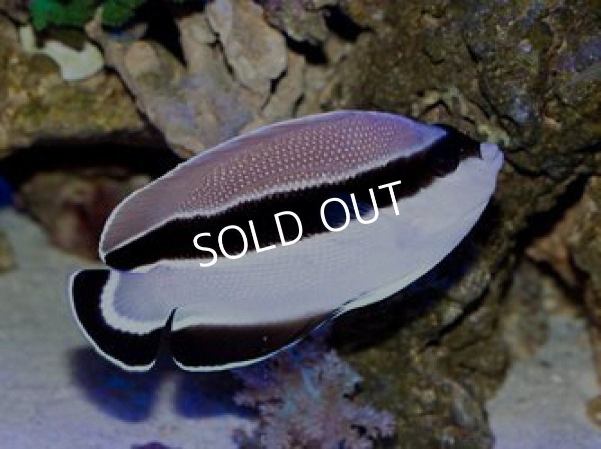 画像4: ブラックバンディットエンゼル　ML (4)