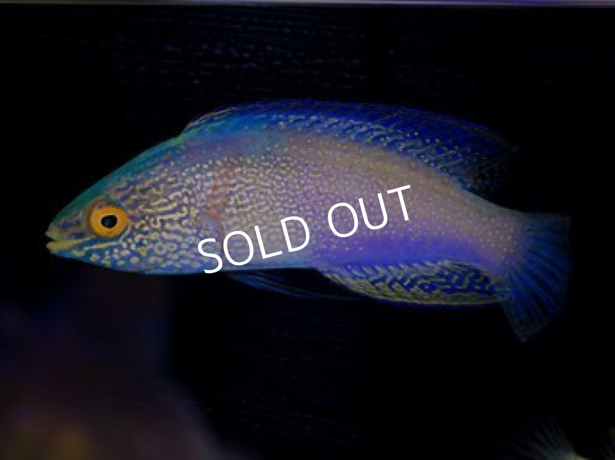 画像3: ローンボイドフェアリーラス ペア No.1 (3)