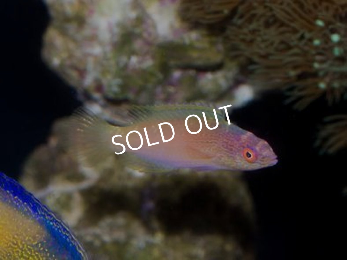 画像4: ローンボイドフェアリーラス ペア No.1 (4)