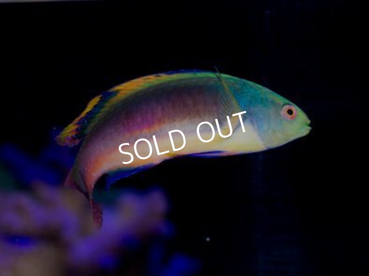 画像2: フィジー産 スコットラス ペア (2)