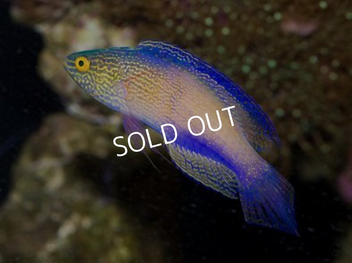 画像2: ローンボイドフェアリーラス ペア No.2 (2)