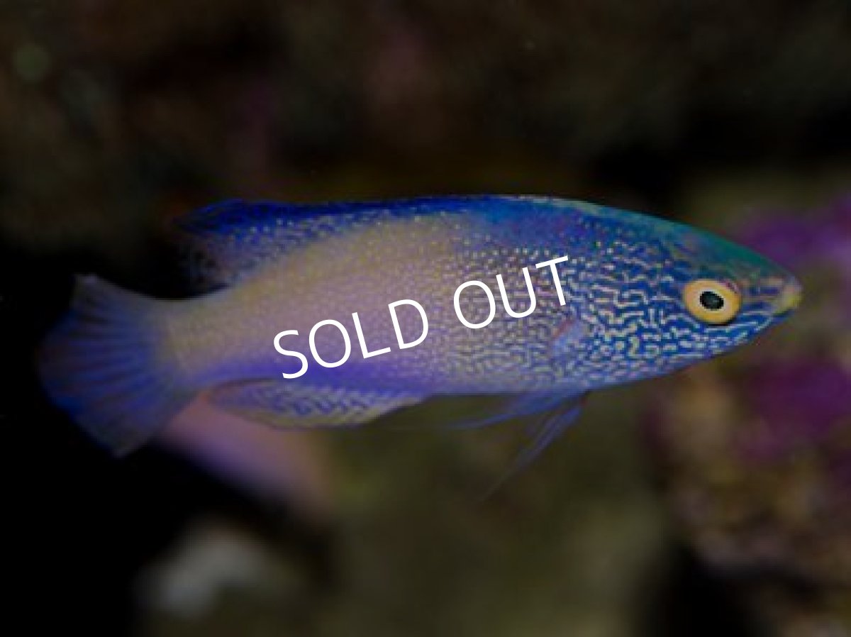 画像2: ローンボイドフェアリーラス ペア No.1 (2)