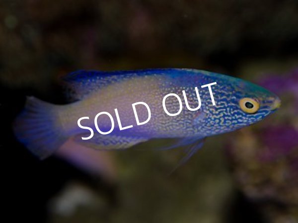 【中古】 Change of Heart フィッシュ FISH Galaxy Koi Halfmoon - 14 weeks old – Betta Squad USA, LLC.