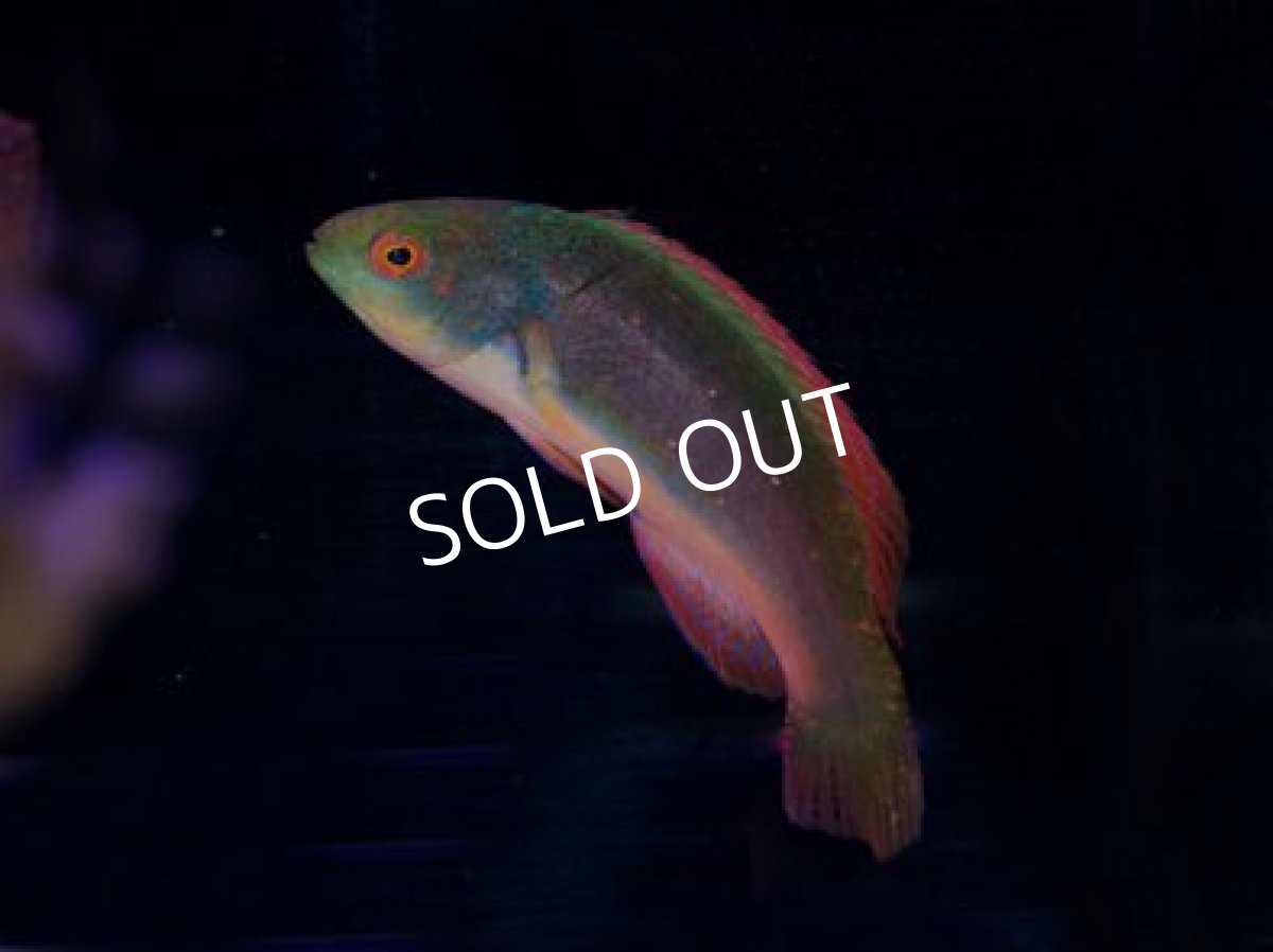 画像4: フィジー産 スコットラス ペア (4)