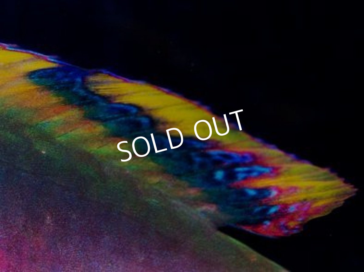 画像3: フィジー産 スコットラス ペア (3)