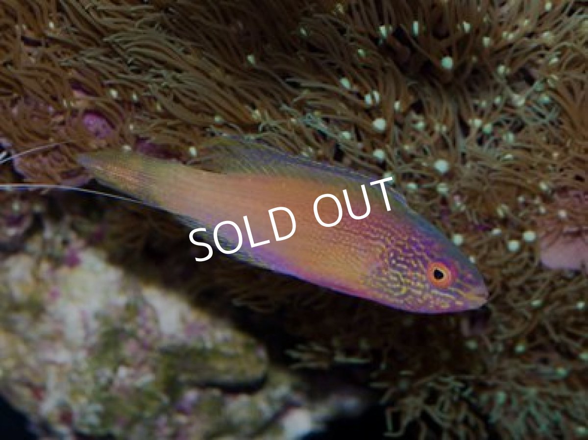 画像3: ローンボイドフェアリーラス ペア No.2 (3)