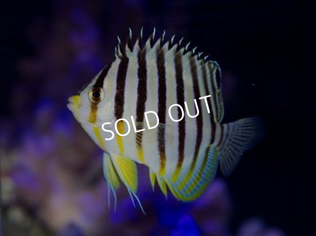 画像2: バヌアツ産 シマヤッコ (2)