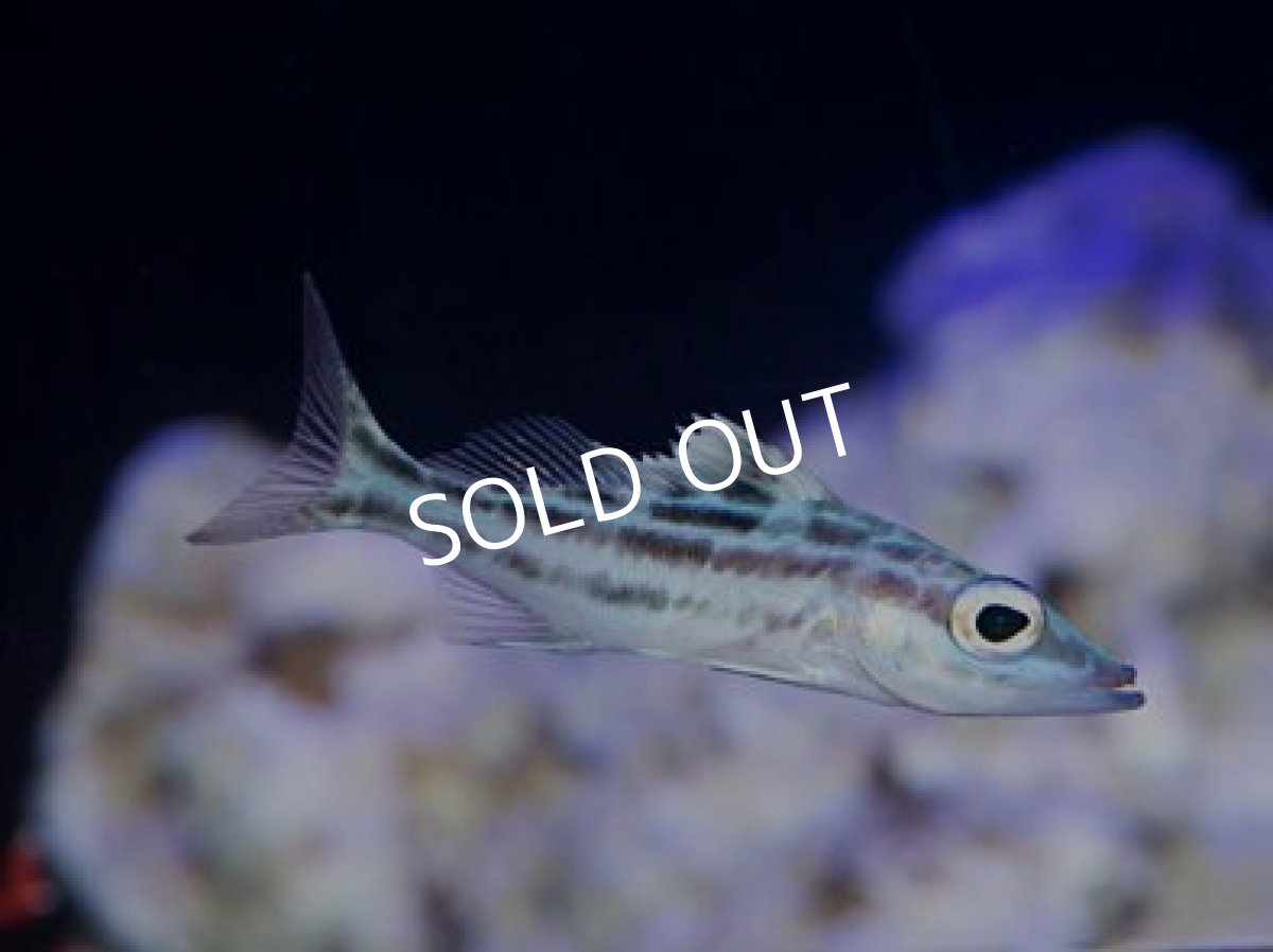 画像2: ウォールアイバスレット (2)