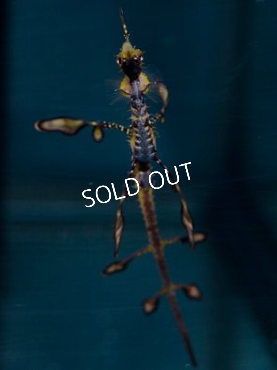 画像2: ウィーディシードラゴン(ブリード) (2)