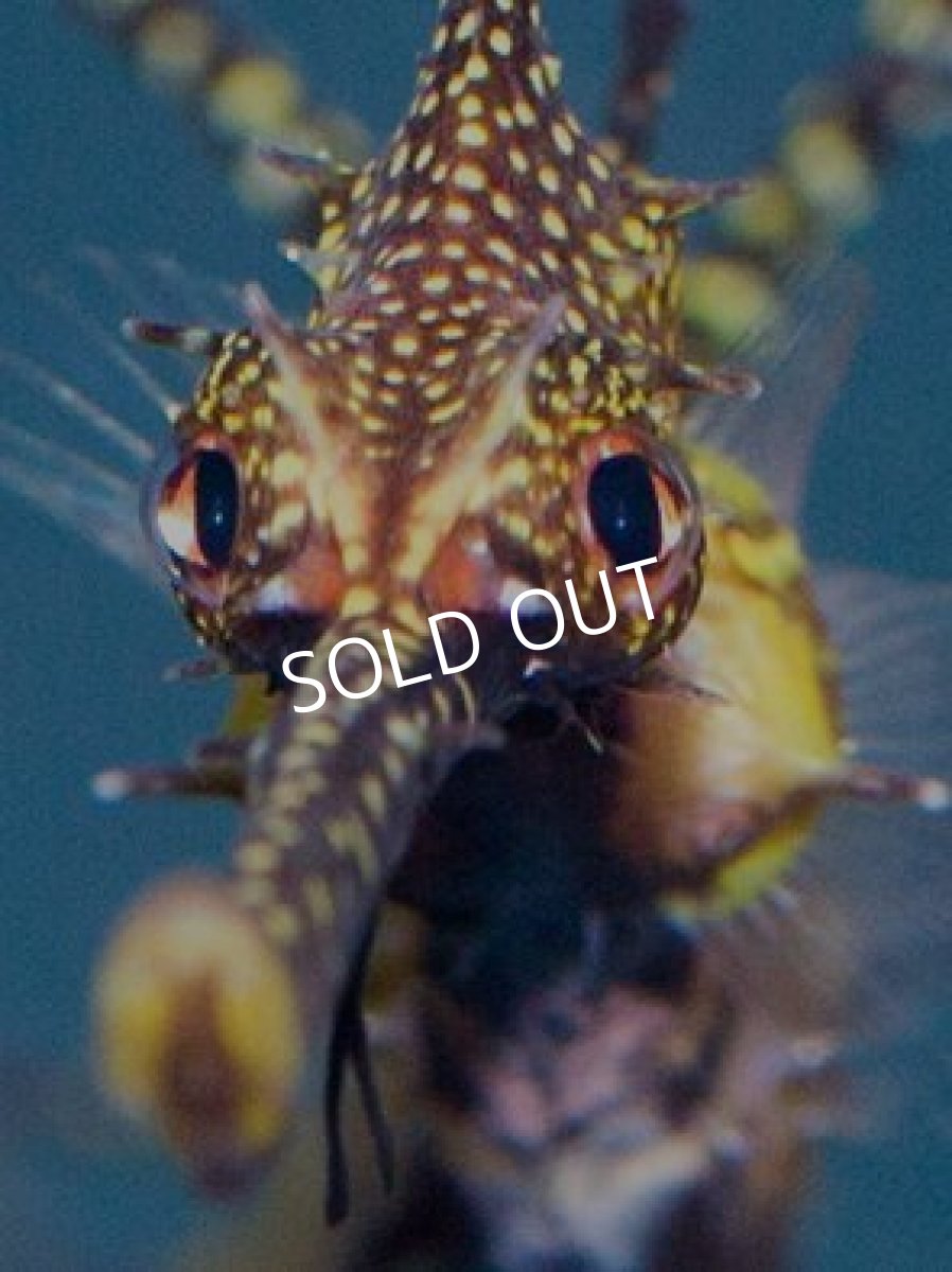 画像3: ウィーディシードラゴン(ブリード) (3)