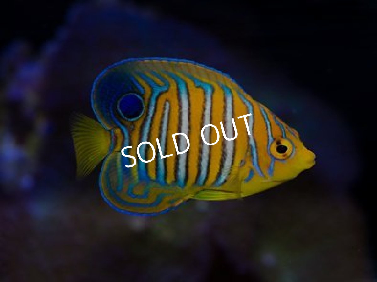 画像2: インドニシキヤッコ ＭＳ（モルジブ） (2)