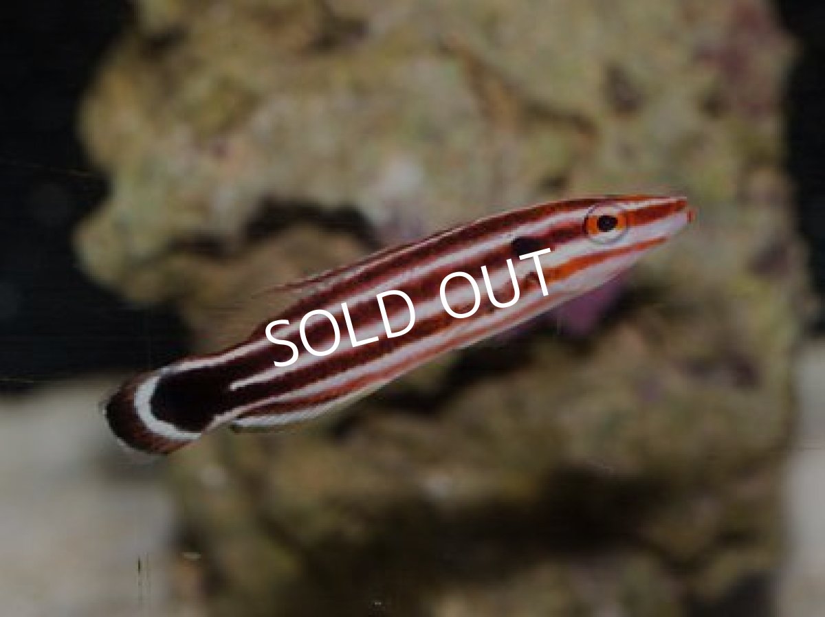 画像2: ペパーミントラス（セブ） (2)